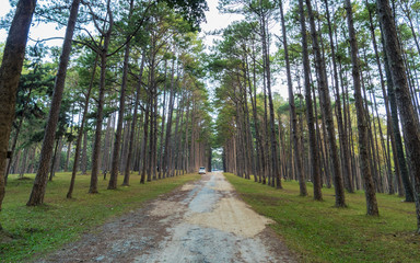 Pine Forest