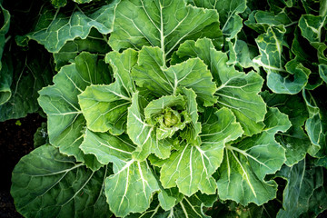 Top view of green cabbage