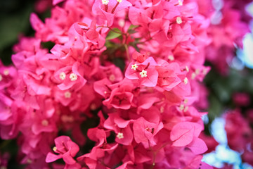 bougainvillea