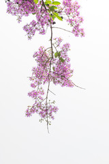 Obraz na płótnie Canvas Branches with pink flowers blossoming with white background