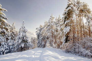 Winter bright air white frozen pine trees forest taiga in snow Altai Mountains, Siberia, Russia