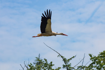Cigogne blanche en vol