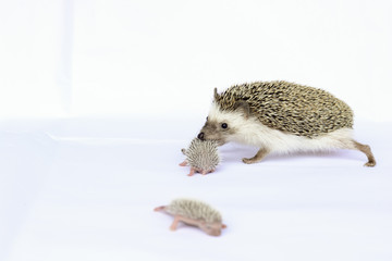 Mother hedgehog and newborn on white background © Aalim