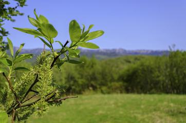 Spring leaves - fresh young spring leaves