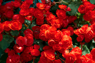 Beautiful red begonia