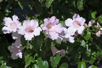 Trompetenwein, Podranea