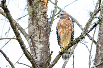 Red-Shouldered Hawk perched in a tree in central Florida.