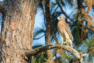 Red-Shouldered Hawk perched in a tree in central Florida.