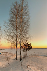 White birch in the snow in winter at dawn