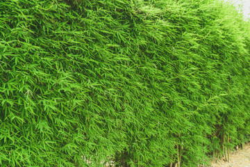 bamboo leaves background