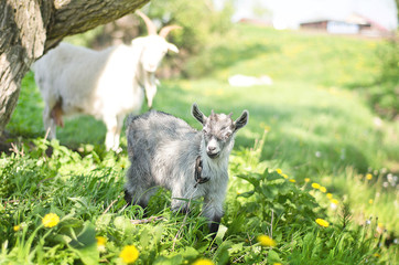 Obraz premium Goats graze in a meadow, field, pasture, two