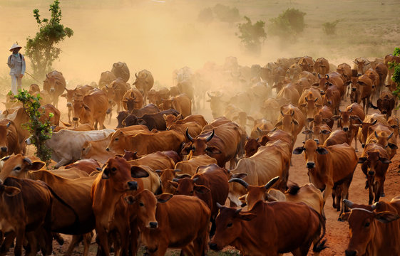 livestock at Vietnam, cowboy herd cows on meadow