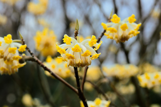 ミツマタの花 日本