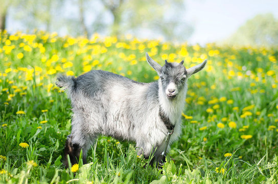 Gray goat grazing in a meadow, a pasture, a field of dandelions in the spring