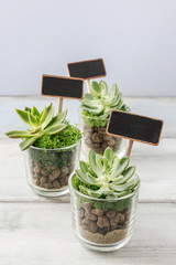 Lovely presents for wedding guests with succulent plants in glas