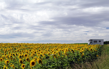 Wohnmobil Rundreise Frankreich Sonnenblumenfeld 2