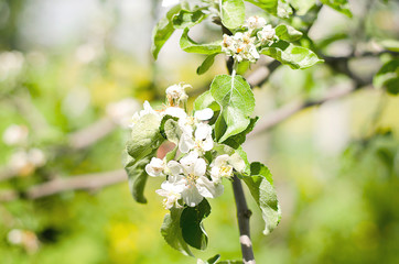 Branch of Apple blossoms in the spring