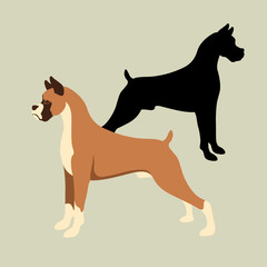 boxer dog vector illustration style Flat set silhouette
