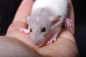 Junge Ratte auf Hand schwarzer Hintergrund