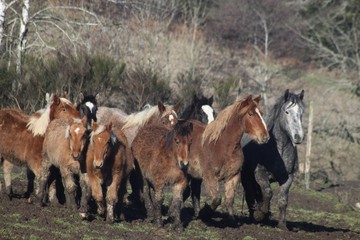 animaux au bord de l' eau