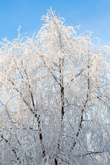Winter landscape of frosty trees, white snow in city park. Trees covered with snow.