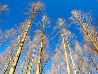 冬のメタセコイア