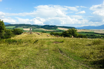 Fototapeta premium Slovak rural landscape with cows and meadows