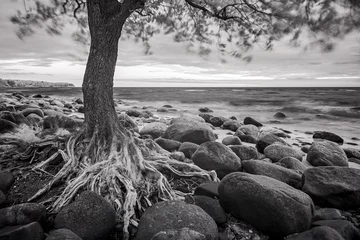 Papier Peint photo Lavable Noir et blanc Paysage de mer avec arbres et pierres. Ifrared ph noir et blanc