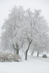 Trees covered by drizzle in the winter frozen park - 136532145