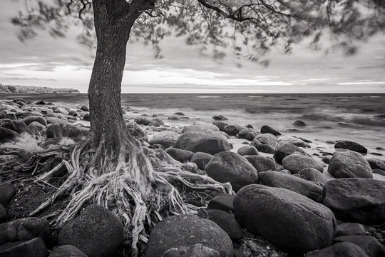 Fototapeta Sea landscape with trees  and stones. Black and white ifrared ph