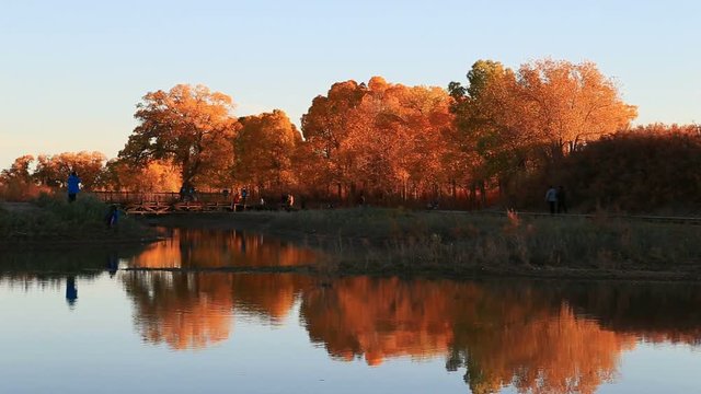 Populus euphratica forest in autumn in Ejina,Inner Mongolia,China
