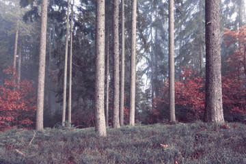 Beautiful light in the foggy big tree forest landscape.