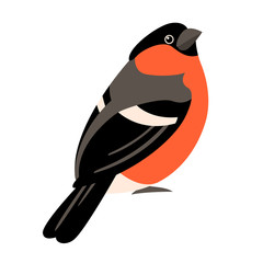 bullfinch vector illustration style Flat