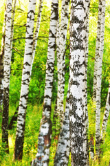 summer in sunny birch forest