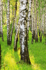 summer in sunny birch forest