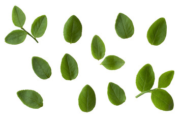 blueberries leaves isolated on white background many various leaf