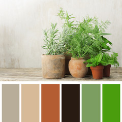 herbs in terra cotta pots, color palette