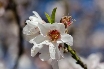 Blossoming almond white pink flowers at springtime