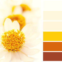 closeup of African daisy, color palette