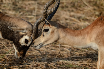 Two deers are fighting