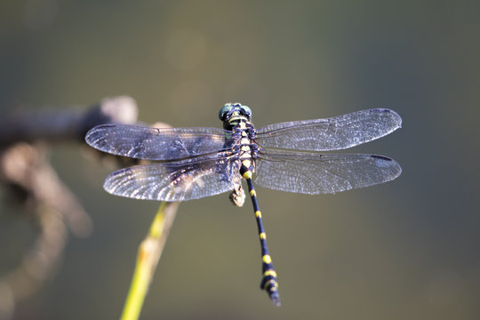 Image of dragonfly perched on a tree branch on nature background