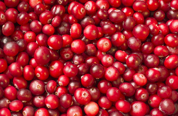 many ripe berries of cranberry on the surface soft light