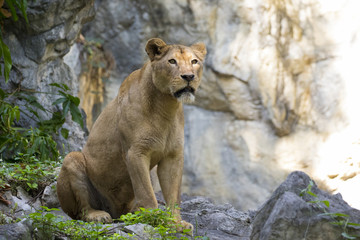 Naklejka na ściany i meble Image of a female lion on nature background. Wild Animals.