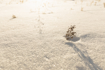 lonely tree snow dunes in a field