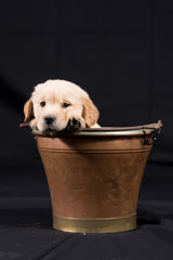 Cucciolo