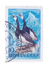 Fototapeta na wymiar USSR - CIRCA 1972: A stamp printed in shows Barnacle Goose 
