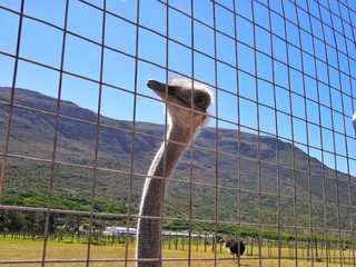 Curious African ostrich close-up