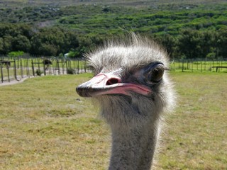 Curious African ostrich close-up