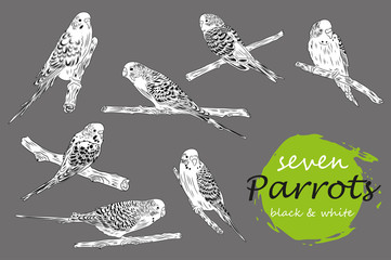 vector illustration of seven black and white parrot