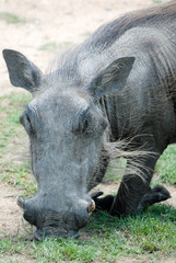 Warzenschwein in Südafrika